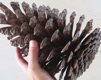 10-11" Jumbo Pine Cone, Large Pine Cone, Jumbo Pinecone, Large Pinecone, Huge Pine Cone, Huge Pinecone, Pine Cone Craft, Pinecone Decoration
