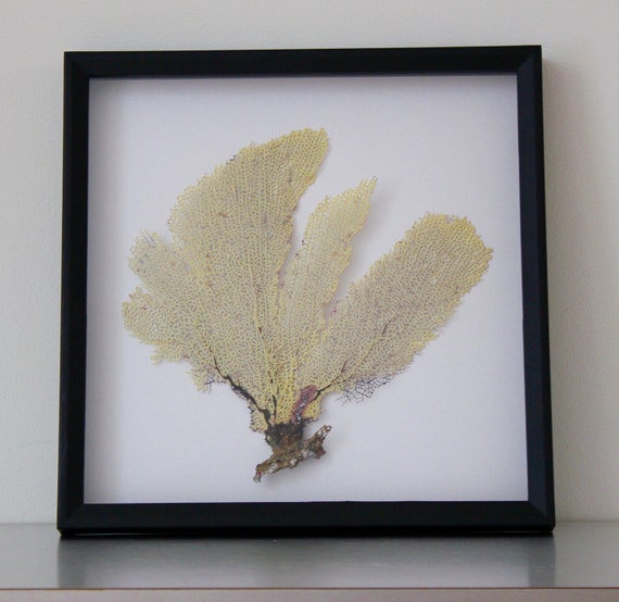 Preserved Sea Fan Coral Home Decor Sea Fan Sea Fan Art Sea Fan
