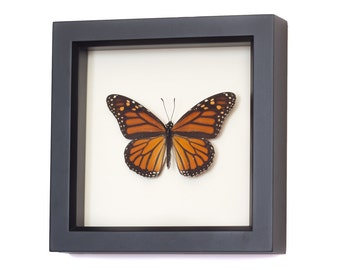 Real Framed Butterflies and Insect Art Displays by BugUnderGlass