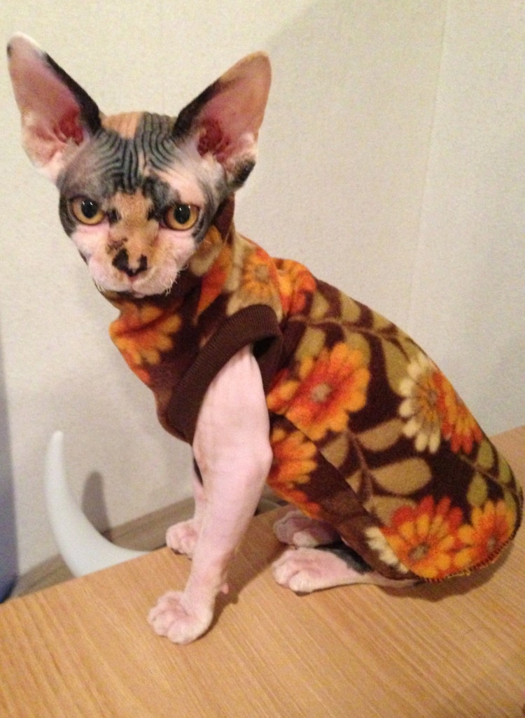 stuffed sphynx cat