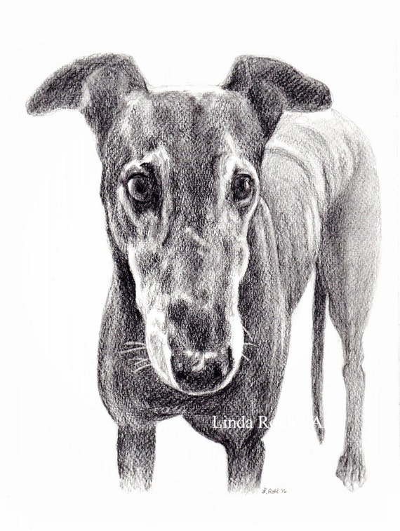Custom graphite pencil pet portrait 8x10