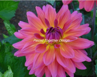 5 x 7 Photograph - Dahlia - Yellow and pink