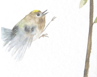 Original Bird Watercolor Painting Flying Goldcrest