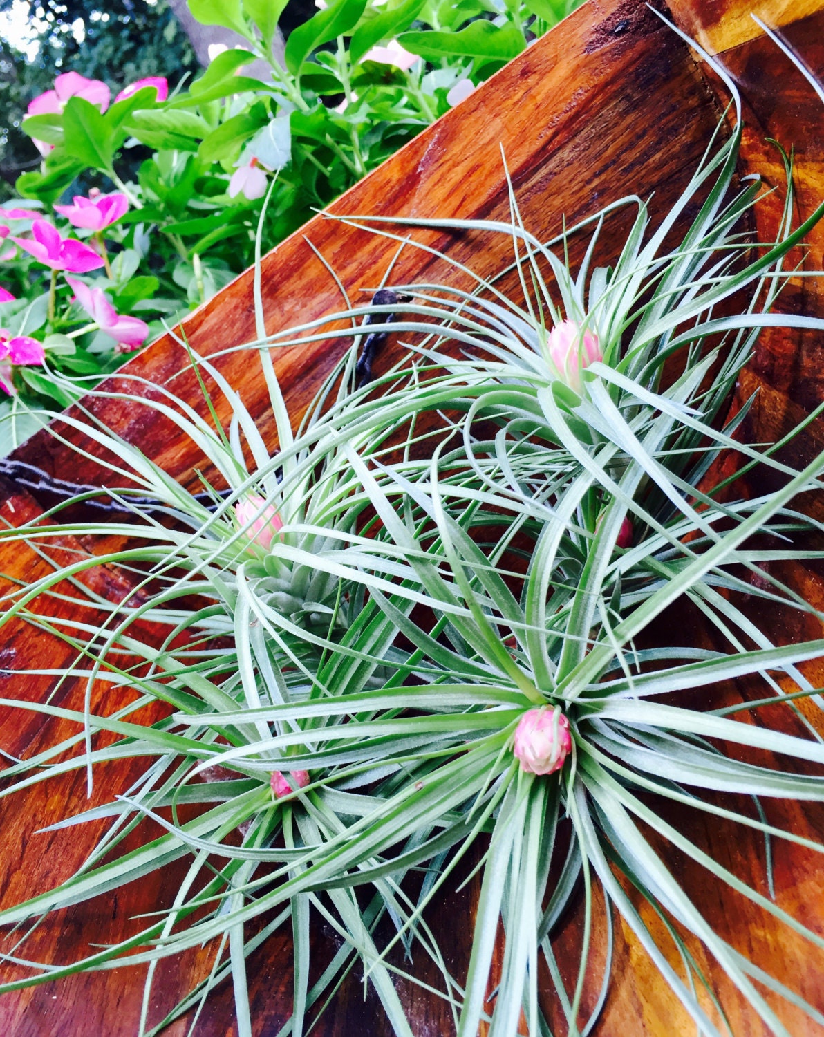 Tillandsia Soft Leaf Stricta Air Plant Pink Bloom 4 6
