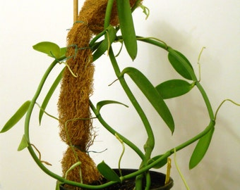 Vanilla Chamissonis Live Plant