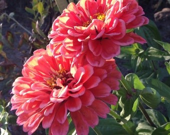 Orange Zinnia Inca Zinnia Seeds Cactus Zinnias by mountainlilyfarm