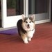corgibear