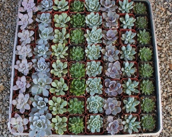 60 ROSETTE Only Wedding Succulent collection potted in 2" containers collection of Beautiful WEDDING FAVOR Succulents Gifts~