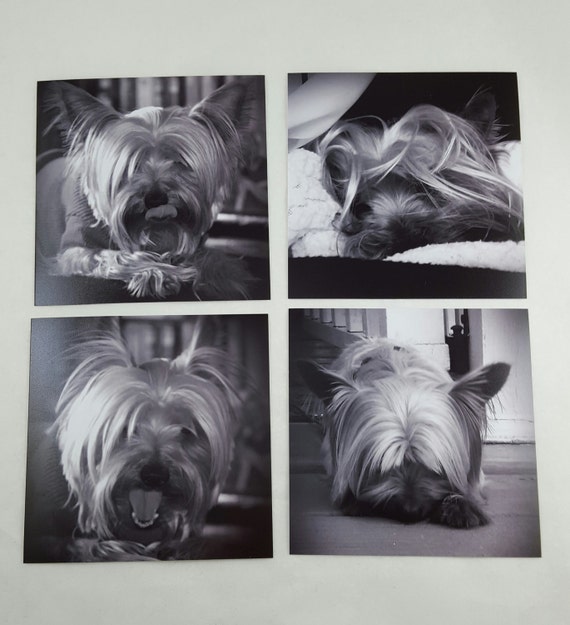 Set of 4 black and white yorkie photo prints by lovedaydesignteam