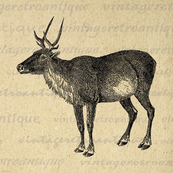 Printable Graphic Caribou Download Image by VintageRetroAntique