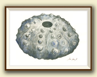 PRINT-Sea Urchin Carcass - Sea Urchin nautical decor- fish wall art- Beach home decor- watercolor Art Print by Juan Bosco