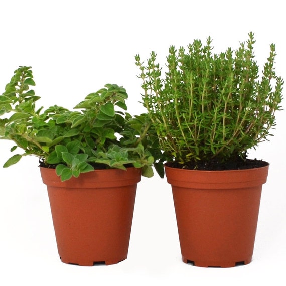 Herb Collection Oregano and Thyme Grown by FreshGardenLiving