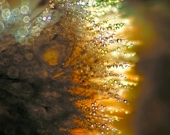 Large Wall Art, Dandelion Print, Rain Drops Print, Gold Print Art, Water Drops, Dandelion Wall Art, Macro Photography, Flower Photography