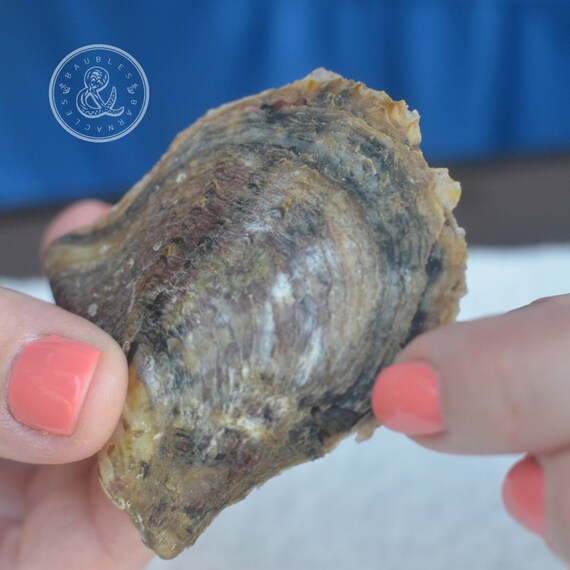 Bridesmaid's DIY Pick A Pearl Oyster Earring Kit Disney