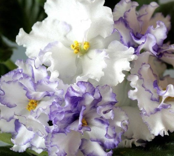 African Violet Arctic Bliss young rooted plant by TakeAcompliment