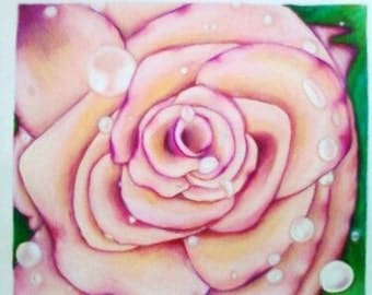 Rose Colored Rain Prismacolor pencils on paper 11 x 13in