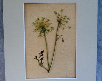 FREE SHIP Real Pressed Fern Queen Anne's Lace Botanical Herbarium Specimen Art Vintage Style 5x7