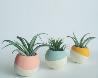 Paint Dipped Pod Air Plant Planters - Air Plant Included; Natural Pod Planter; Paint Dipped Planter; Home Decor; Desk Accessory; Office