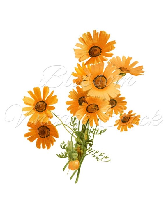 Orange Daisies Flower Clipart Daisy Flower PNG Illustration