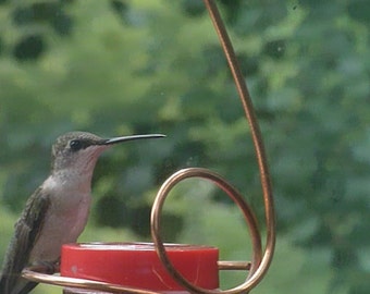 Window-Mounted Bee-Proof Hummingbird Feeder
