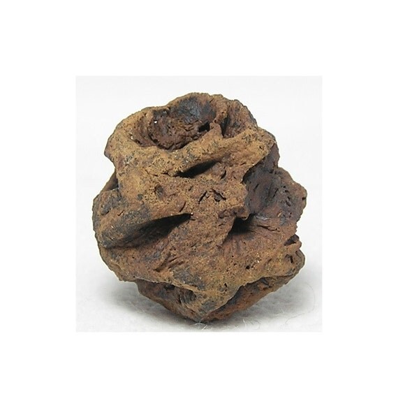 Fossil Pine Cone from a Sequoia Tree Petrified by FenderMinerals