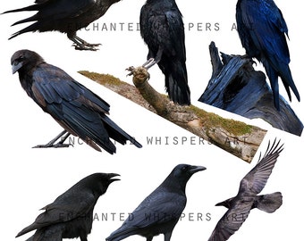 crow overlays, INSTANT DOWNLOAD, raven overlays, Halloween, black birds, crows clip art, crows stock, birds stock, stock photo, PNG crows