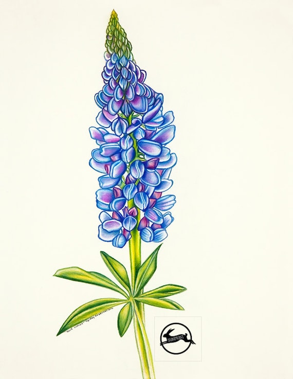 Download Items similar to Blue Lupine - Pencil Drawing Maine Flower Fine Art Print on Etsy