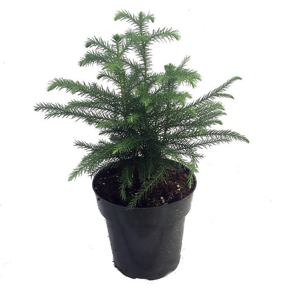 Norfolk Island Pine The Indoor Christmas Tree 6 by HirtsGardens