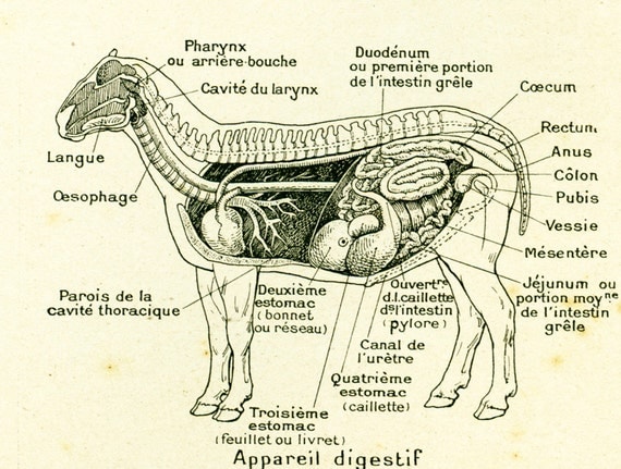 External Anatomy Of Sheep