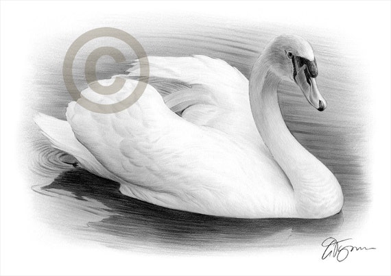 White Swan art pencil drawing print A4 size artwork signed