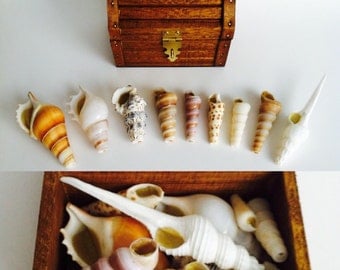 ShellPipe Treasure Chest * Shell Pipe * Seashell Pipe * Smoking Pipe * Natural Pipe *