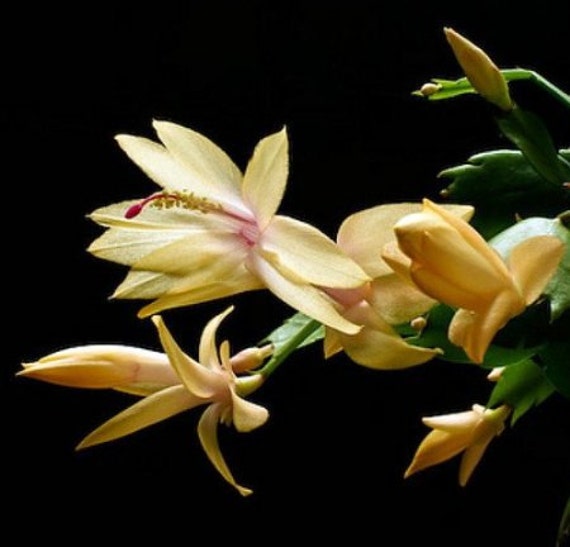 Yellow Christmas Cactus Plant Zygocactus 6 by SpecialGreen