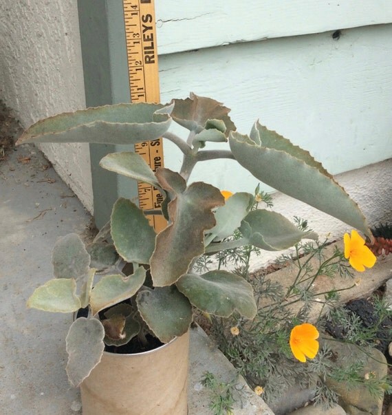 African Succulent Felt Plant Kalanchoe by SucculentBlossoms