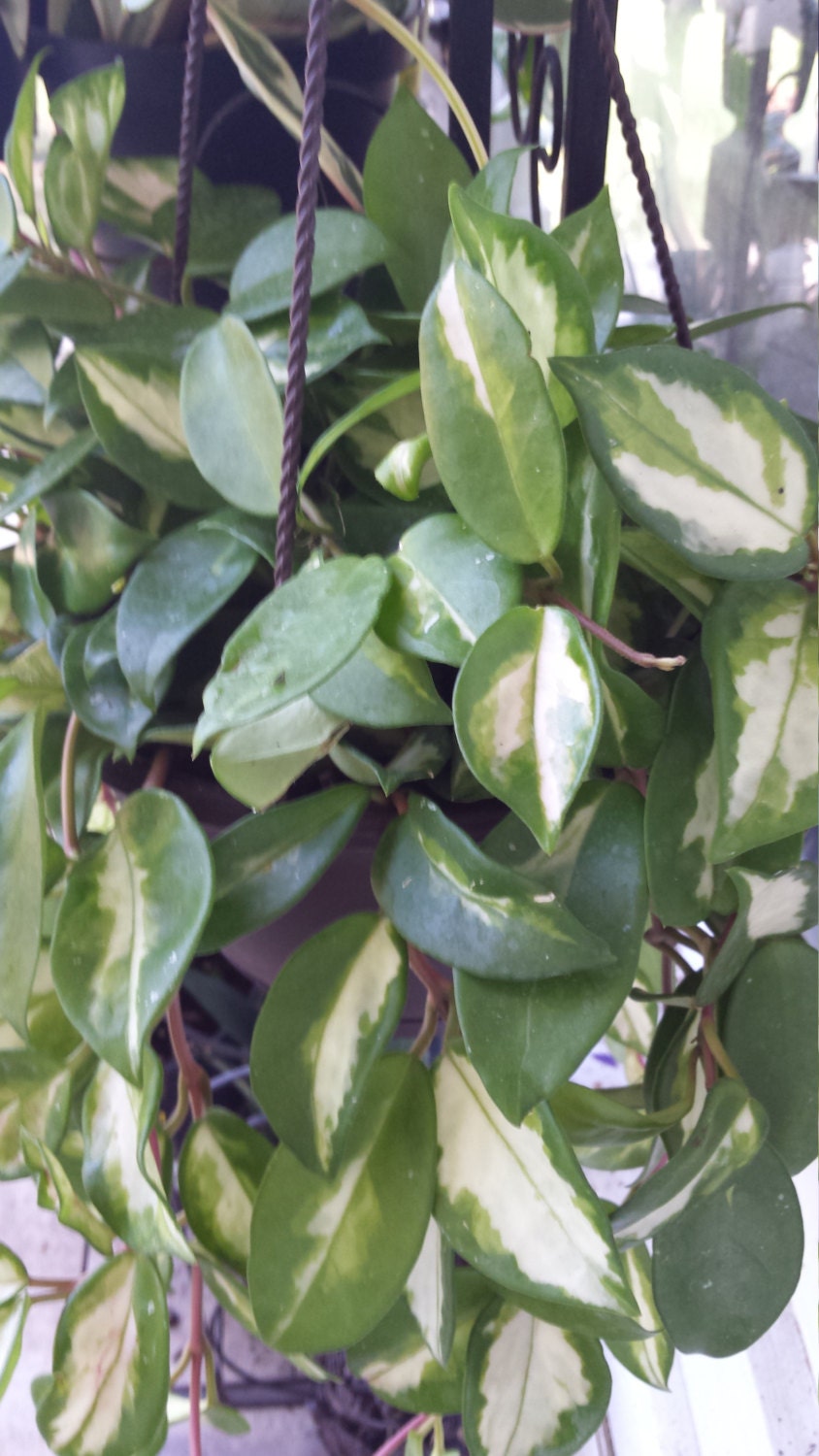 Live Tropical Trailing House Plant Hoya Carnosa blooms white