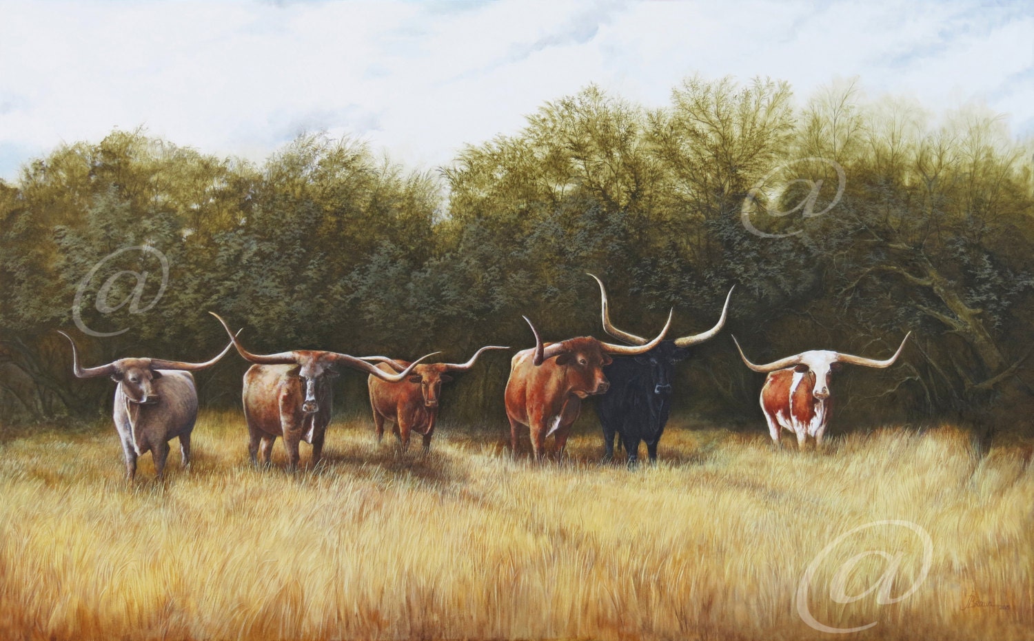 texas scenery longhorns