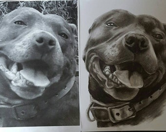 Charcoal Pet Portraits reserved Tracey Davies