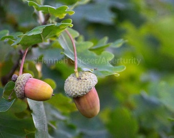 Acorns & Oak Leaves: Fine Art Photography