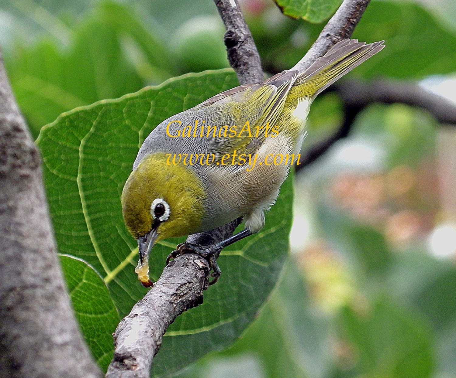 Little Fig Bird Australian Birds Olive grey colour by GalinasArts