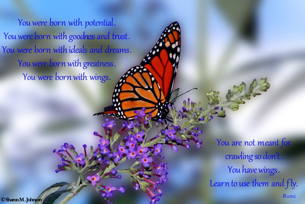 Rumi Quote Photography Monarch Butterfly Photos Butterfly Bush