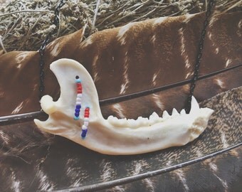 Raccoon jaw bone | Etsy