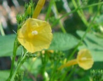 Ipomoea hederifolia lutea "Yellow Morning Glory" 20 seeds A9ih