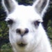 Shelley Llama