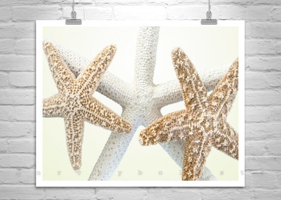 Star Fish Decor, Shell Art, Bathroom Picture, Starfish Wall Art, Seashell Art, Fine Art Print, Photography Print, Star Fish Picture