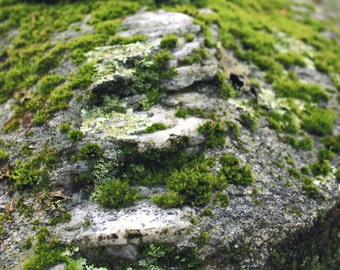 Nature Photography, Woodland, Forest, Moss, Green, Landscape, Rustic, 5x7. "Moss & Stone".