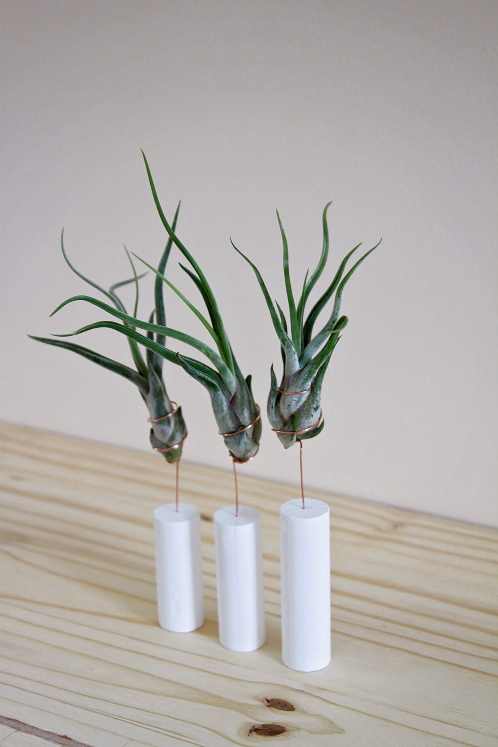 Air Plant with Stand // Modern Home Decor // by GemsOfTheSoil