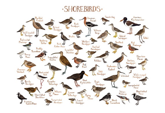 Shorebirds of North America Field Guide Style by KateDolamore