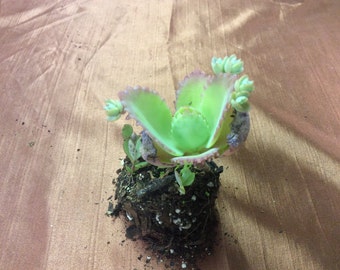 THREE Kalanchoe Daigremontiana Mexican Hat Plants,Rare Succulent