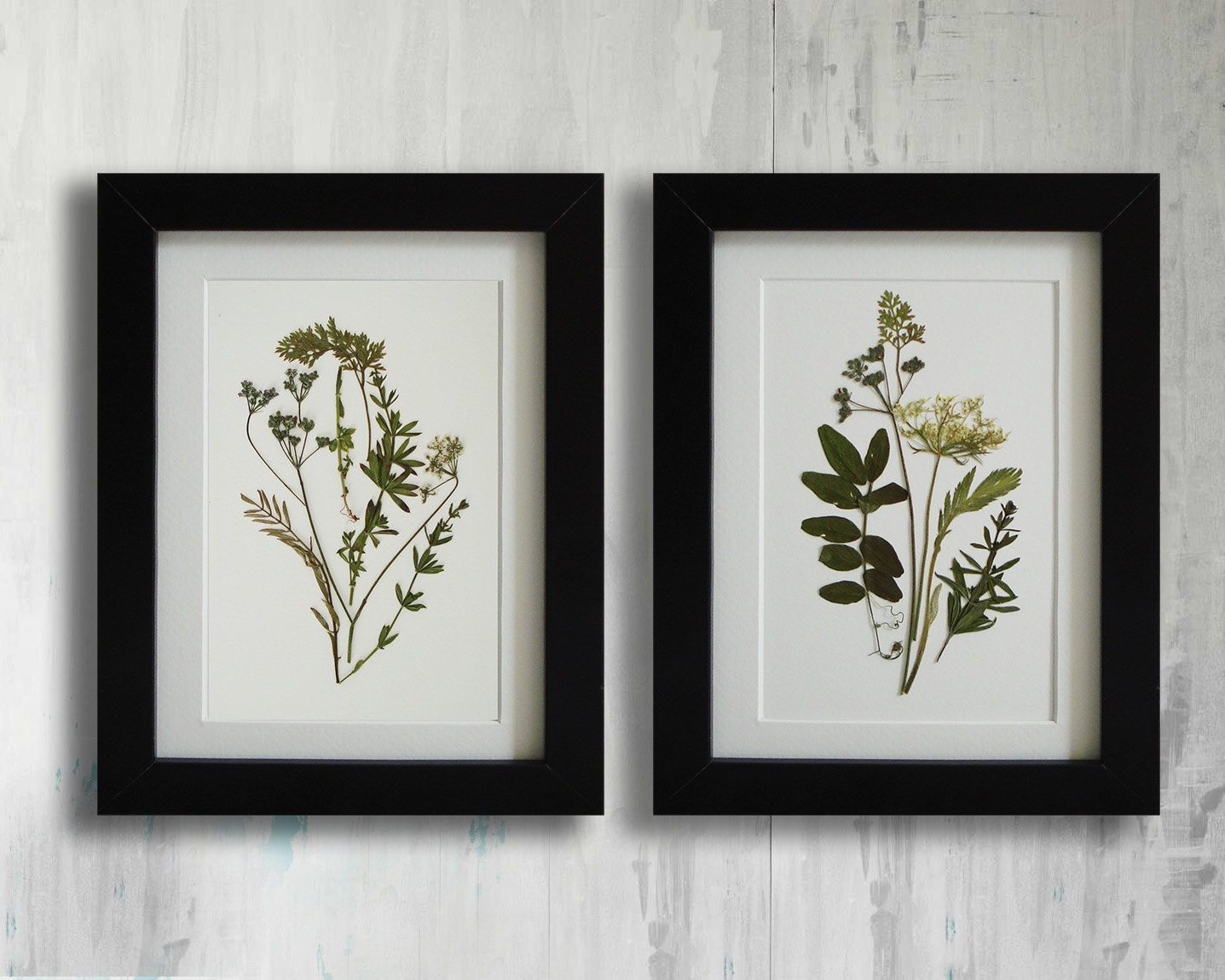 Framed Set of 2 herbarium botanical prints artworks Real