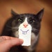 schizophrenicguard