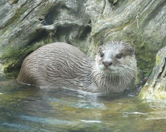 Items similar to Kevin The Stained Glass Otter Swims the River on Etsy